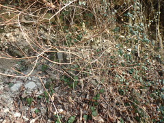 Philadelphus caucasicus