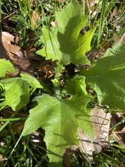 Smallanthus uvedalia