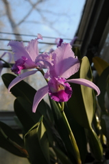 Cattleya trianae