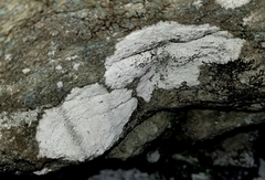 Phlyctis petraea