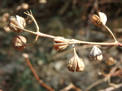 Philadelphus caucasicus
