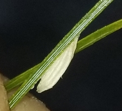 Chionaspis pinifoliae