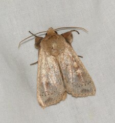 Leucania pseudargyria