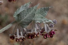 Asclepias californica