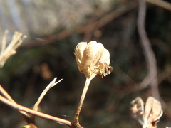 Philadelphus caucasicus