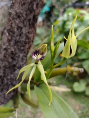 Prosthechea cochleata