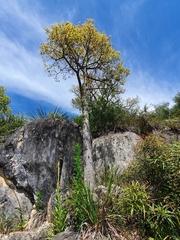 Brachychiton populneus