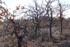 Sesamothamnus lugardii