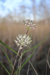 Asclepias longifolia