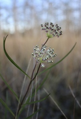 Asclepias longifolia