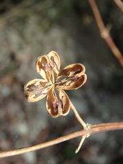 Philadelphus caucasicus