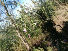 Erica australis