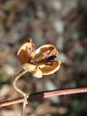 Philadelphus caucasicus