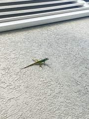 Anolis extremus