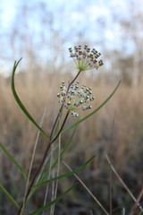 Asclepias longifolia