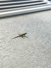 Anolis extremus
