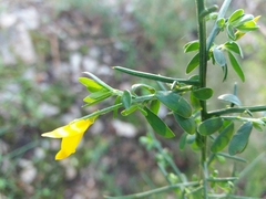 Genista falcata