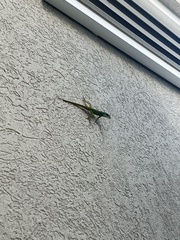 Anolis extremus