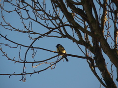 Parus major