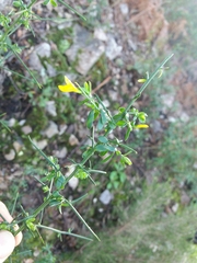 Genista falcata