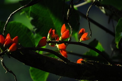 Erythrina edulis