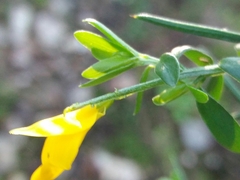 Genista falcata
