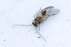 Elipsocidae