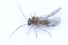 Elipsocidae
