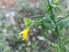 Genista falcata