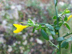 Genista falcata
