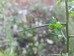 Genista falcata
