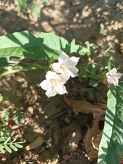 Convolvulus