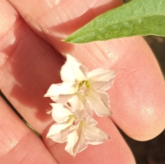 Convolvulus