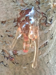 Phytophthora citrophthora