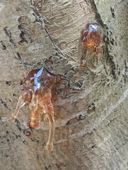 Phytophthora citrophthora