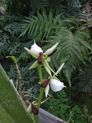 Angraecum eburneum