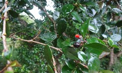 Emmenosperma pancherianum