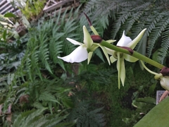 Angraecum eburneum