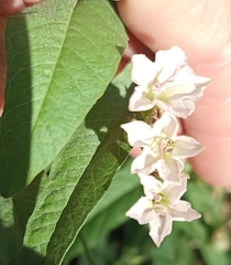 Convolvulus
