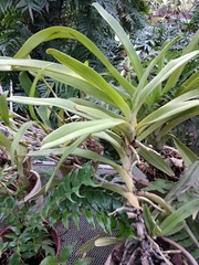 Angraecum eburneum