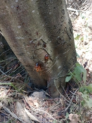Phytophthora citrophthora