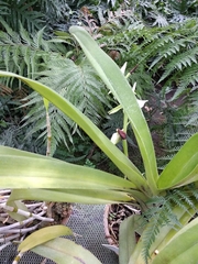 Angraecum eburneum
