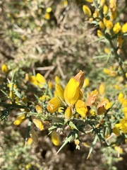 Ulex