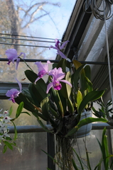 Cattleya trianae