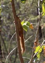 Paraxerus cepapi cepapi