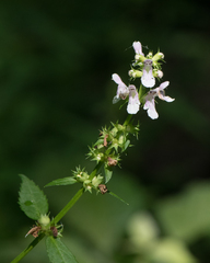 Stachys tenuifolia