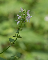 Stachys tenuifolia