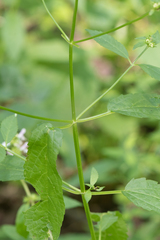 Stachys tenuifolia