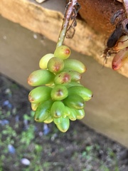 Sedum × rubrotinctum