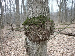 Agrobacterium radiobacter